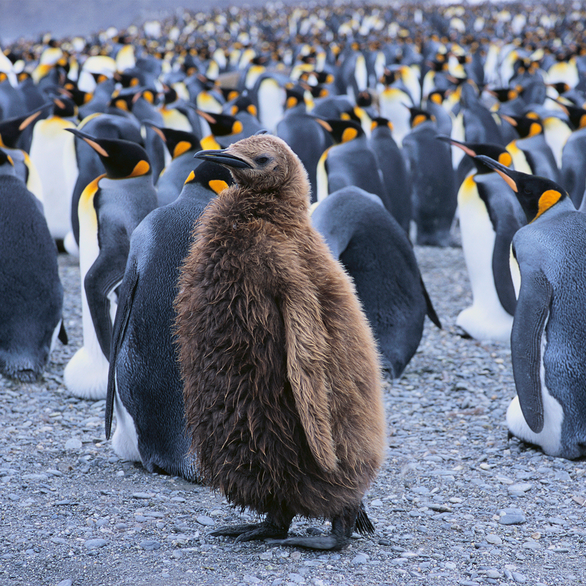 Group of penguins with one singled out looking different